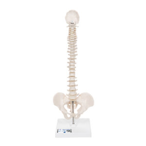 Модель эластичного мини-позвоночника на подставке - 3B Smart Anatomy