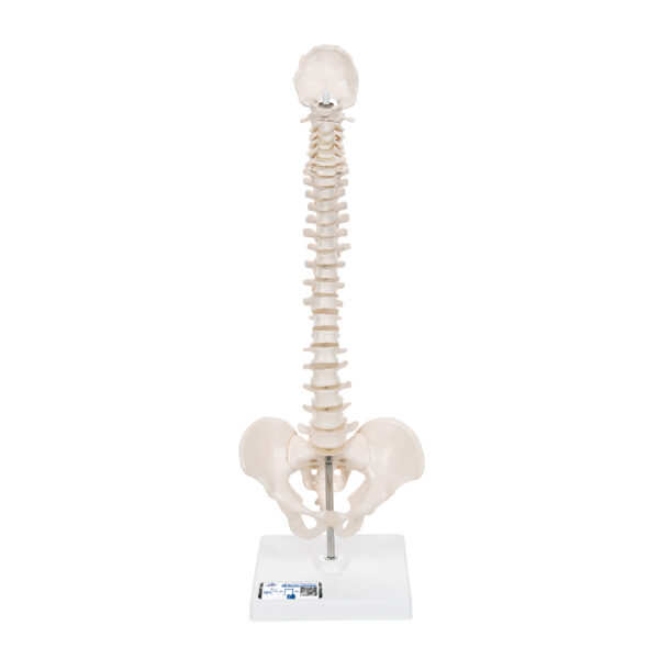 Модель эластичного мини-позвоночника на подставке - 3B Smart Anatomy