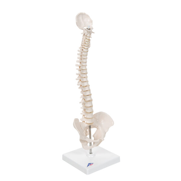 Модель эластичного мини-позвоночника на подставке - 3B Smart Anatomy — изображение 4