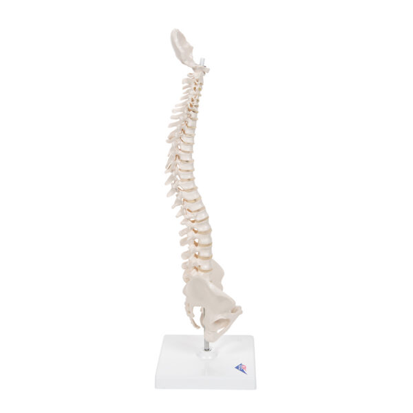 Модель эластичного мини-позвоночника на подставке - 3B Smart Anatomy — изображение 5