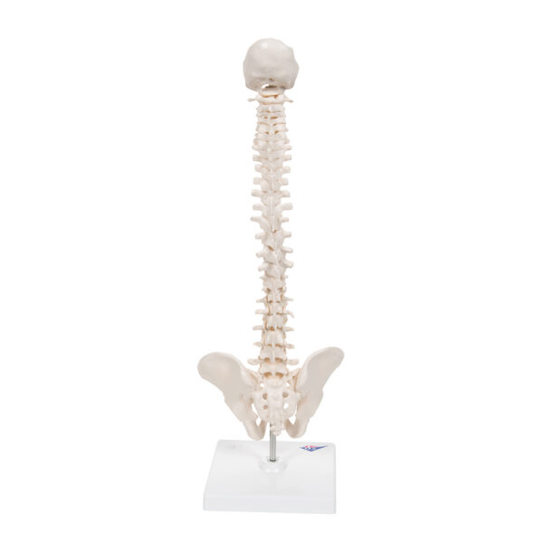 Модель эластичного мини-позвоночника на подставке - 3B Smart Anatomy — изображение 6