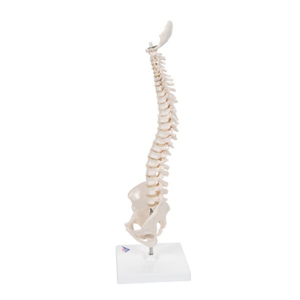 Модель эластичного мини-позвоночника на подставке - 3B Smart Anatomy — изображение 2