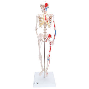 Модель мини-скелета «Shorty», с разметкой мышц, на подставке - 3B Smart Anatomy
