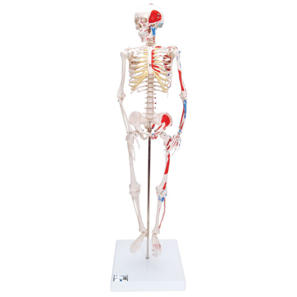 Модель мини-скелета «Shorty», с разметкой мышц, на подставке - 3B Smart Anatomy