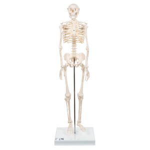 Модель мини-скелета «Shorty», на подставке - 3B Smart Anatomy