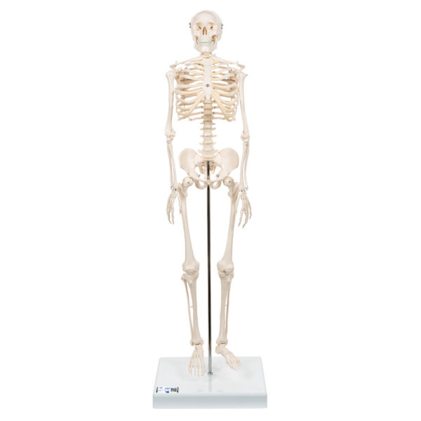Модель мини-скелета «Shorty», на подставке - 3B Smart Anatomy