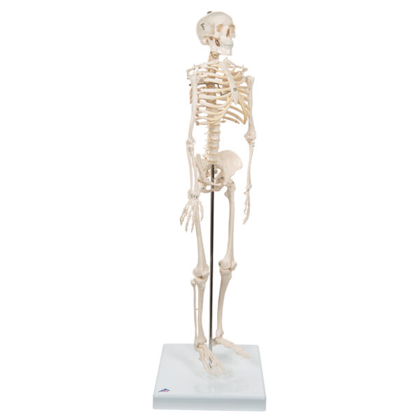 Модель мини-скелета «Shorty», на подставке - 3B Smart Anatomy — изображение 3