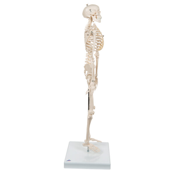 Модель мини-скелета «Shorty», на подставке - 3B Smart Anatomy — изображение 4