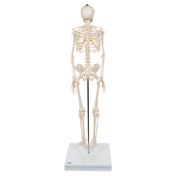 Модель мини-скелета «Shorty», на подставке - 3B Smart Anatomy — изображение 5