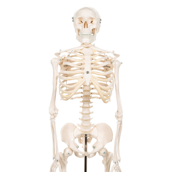 Модель мини-скелета «Shorty», на подставке - 3B Smart Anatomy — изображение 6