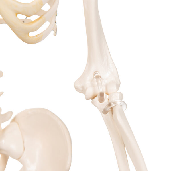 Модель мини-скелета «Shorty», на подставке - 3B Smart Anatomy — изображение 7