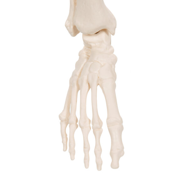 Модель мини-скелета «Shorty», на подставке - 3B Smart Anatomy — изображение 8
