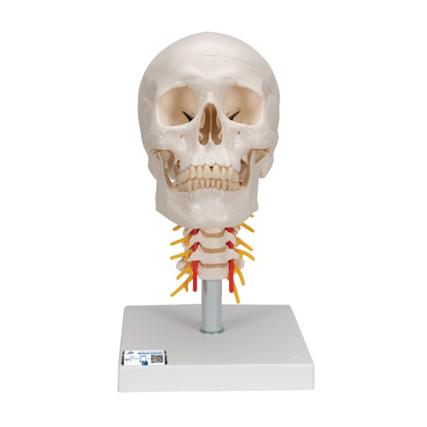 Модель черепа на шейном отделе позвоночника, 4 части - 3B Smart Anatomy