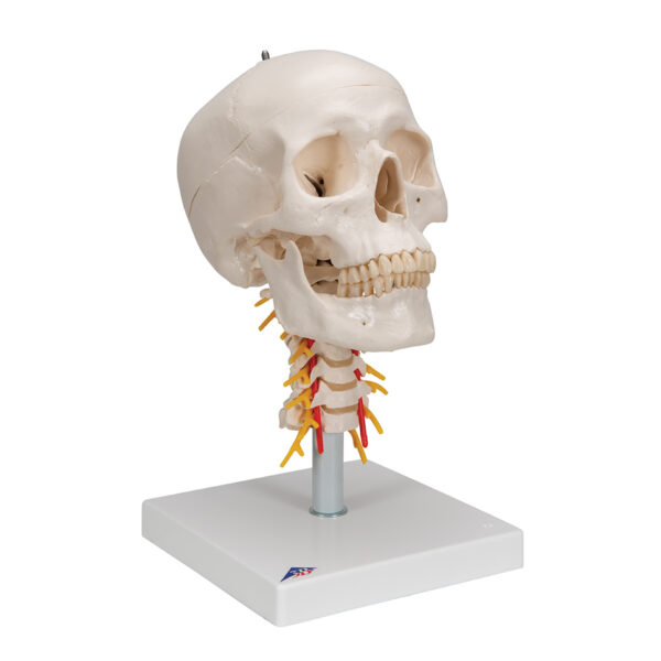 Модель черепа на шейном отделе позвоночника, 4 части - 3B Smart Anatomy — изображение 2