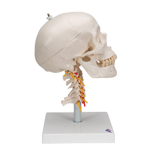 Модель черепа на шейном отделе позвоночника, 4 части - 3B Smart Anatomy — изображение 3