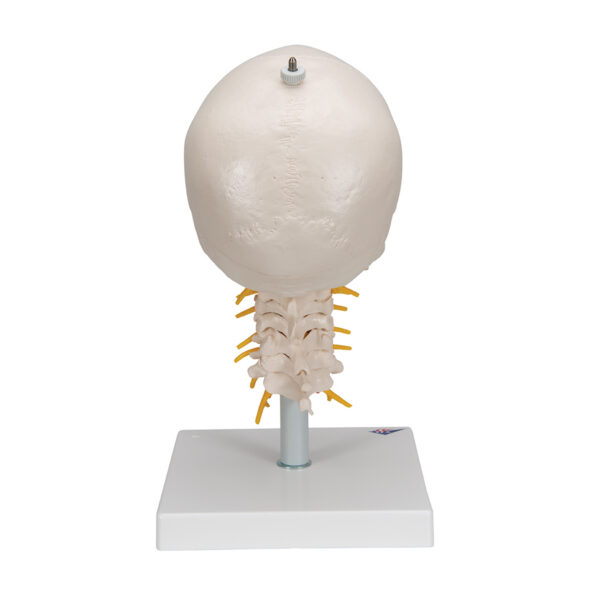 Модель черепа на шейном отделе позвоночника, 4 части - 3B Smart Anatomy — изображение 4