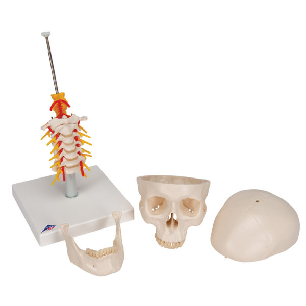 Модель черепа на шейном отделе позвоночника, 4 части - 3B Smart Anatomy — изображение 5