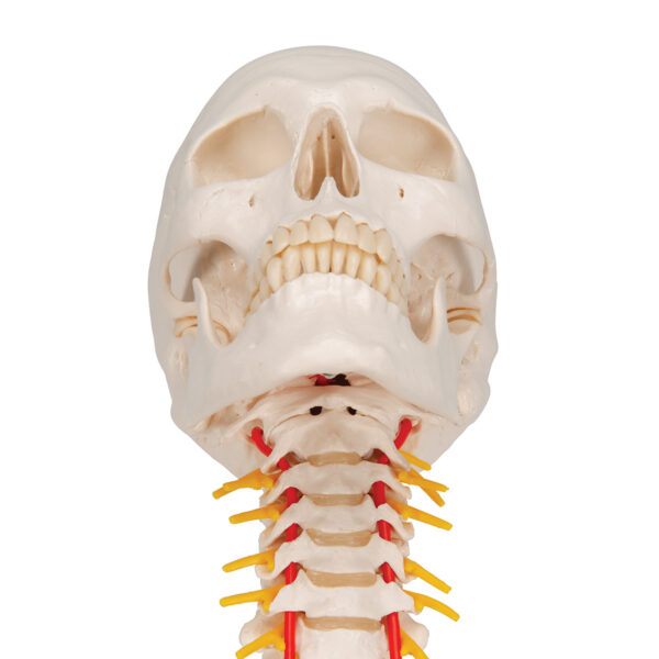 Модель черепа на шейном отделе позвоночника, 4 части - 3B Smart Anatomy — изображение 6