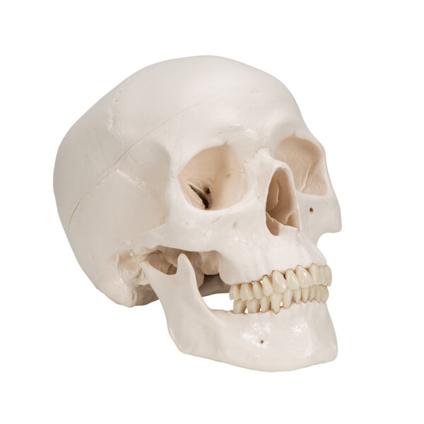 Модель черепа, 3 части - 3B Smart Anatomy — изображение 2
