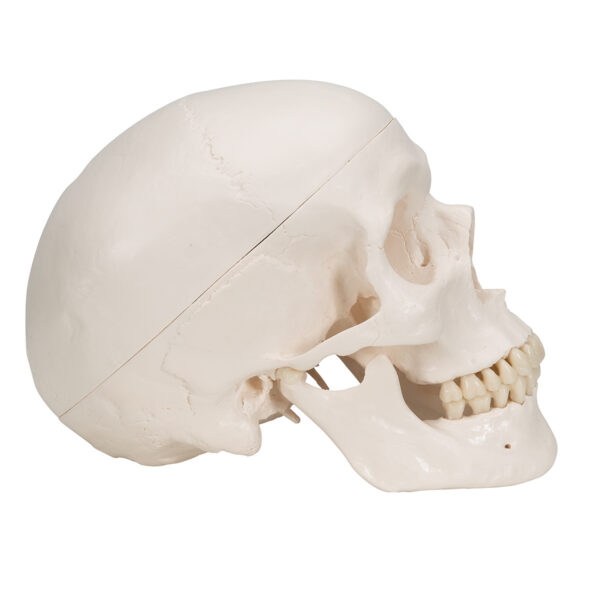 Модель черепа, 3 части - 3B Smart Anatomy — изображение 3