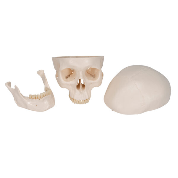 Модель черепа, 3 части - 3B Smart Anatomy — изображение 4