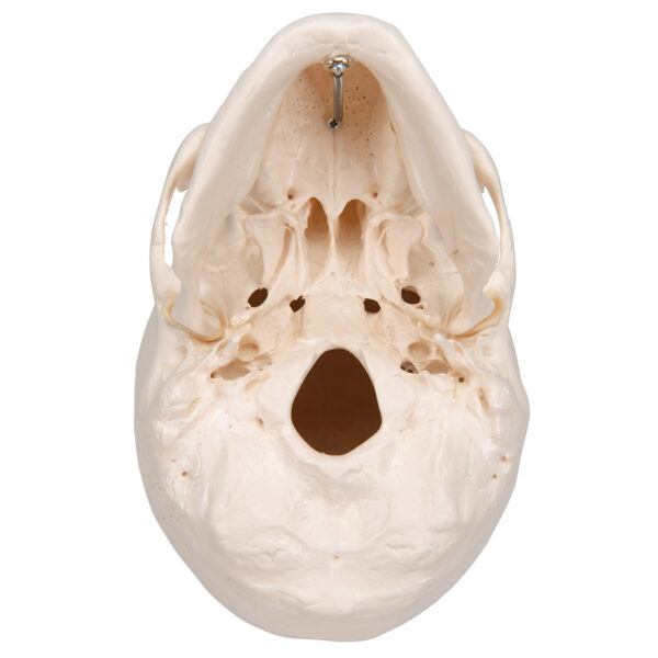 Модель черепа, 3 части - 3B Smart Anatomy — изображение 5