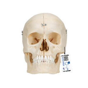 Модель черепа человека, материал BONElike™, 6 частей - 3B Smart Anatomy