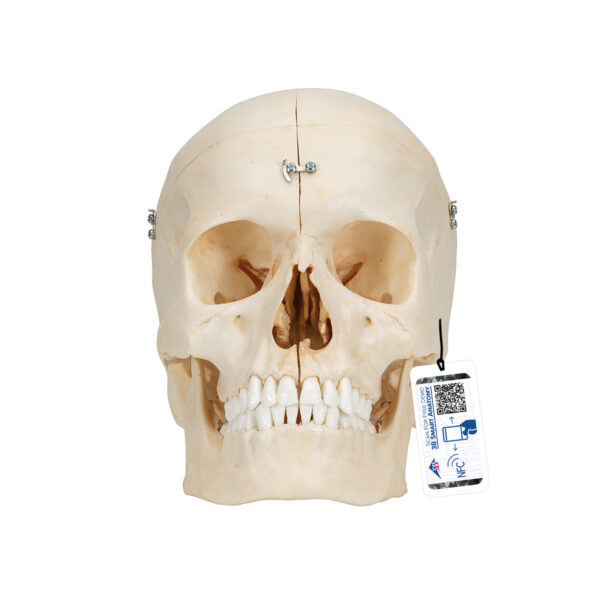 Модель черепа человека, материал BONElike™, 6 частей - 3B Smart Anatomy