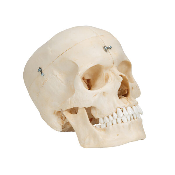 Модель черепа человека, материал BONElike™, 6 частей - 3B Smart Anatomy — изображение 2
