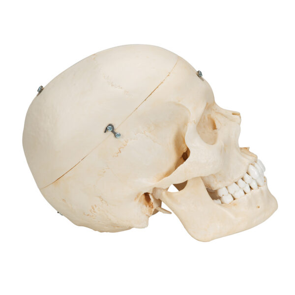 Модель черепа человека, материал BONElike™, 6 частей - 3B Smart Anatomy — изображение 3