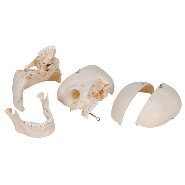 Модель черепа человека, материал BONElike™, 6 частей - 3B Smart Anatomy — изображение 4