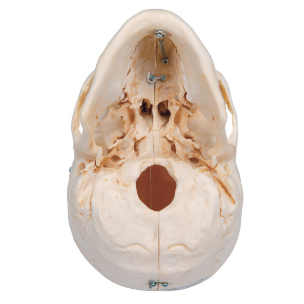 Модель черепа человека, материал BONElike™, 6 частей - 3B Smart Anatomy — изображение 5