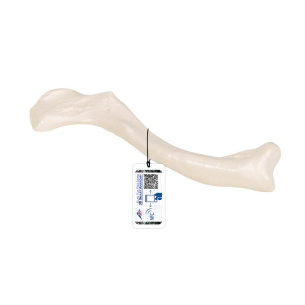Ключица - 3B Smart Anatomy