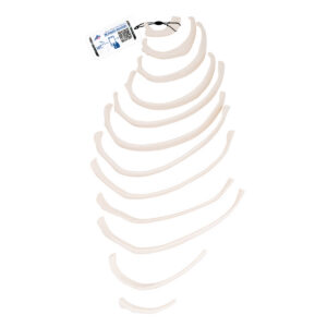 Модель ребер - 3B Smart Anatomy