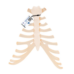 Модель грудины с реберными хрящами - 3B Smart Anatomy