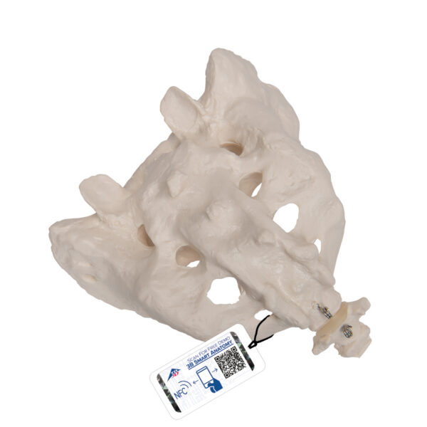 Модель крестца и копчика - 3B Smart Anatomy
