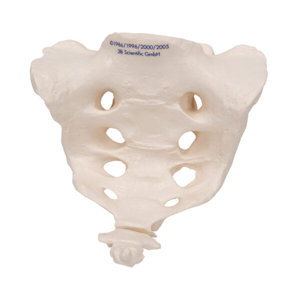 Модель крестца и копчика - 3B Smart Anatomy — изображение 3