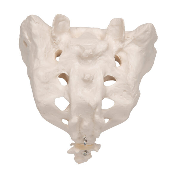 Модель крестца и копчика - 3B Smart Anatomy — изображение 2
