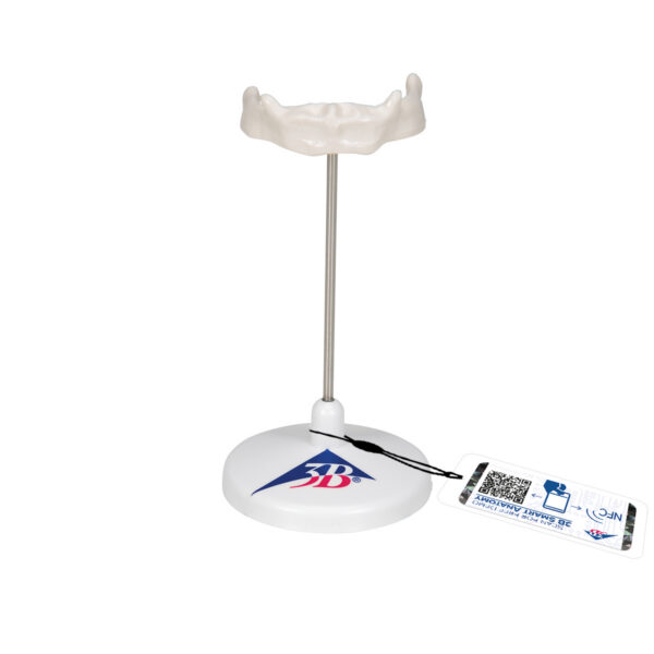 Модель подъязычной кости на штативе - 3B Smart Anatomy