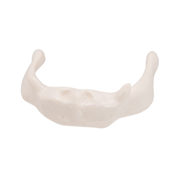 Модель подъязычной кости на штативе - 3B Smart Anatomy — изображение 2