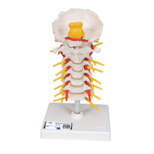 Модель шейного отдела позвоночника - 3B Smart Anatomy