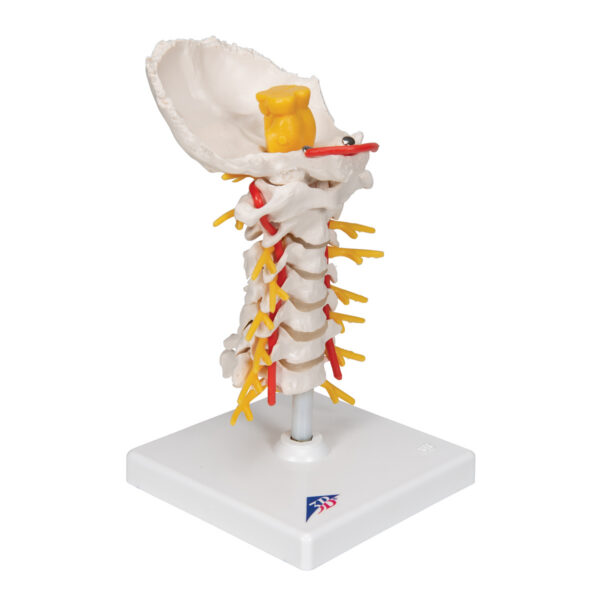 Модель шейного отдела позвоночника - 3B Smart Anatomy — изображение 2