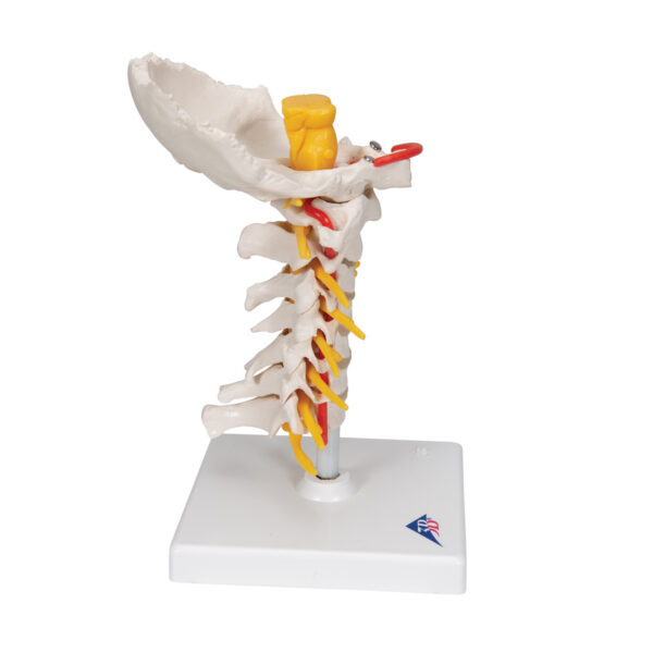 Модель шейного отдела позвоночника - 3B Smart Anatomy — изображение 3