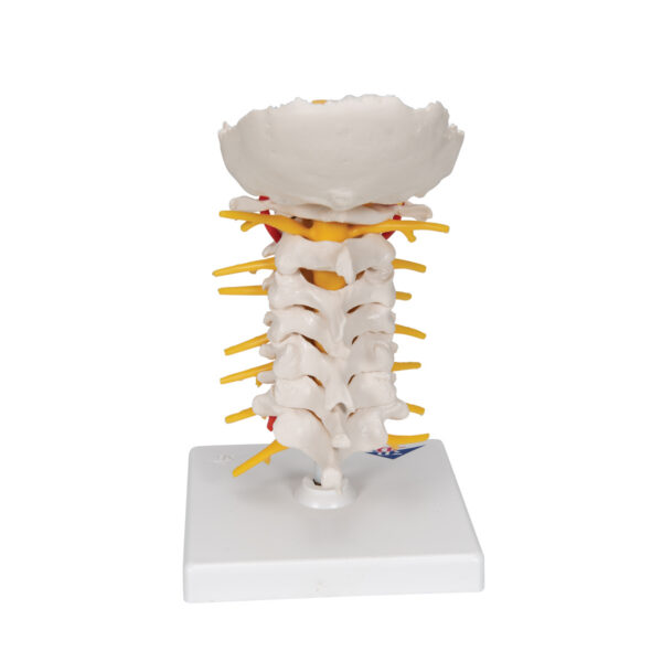 Модель шейного отдела позвоночника - 3B Smart Anatomy — изображение 4