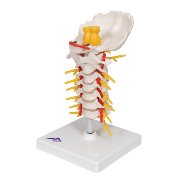 Модель шейного отдела позвоночника - 3B Smart Anatomy — изображение 5