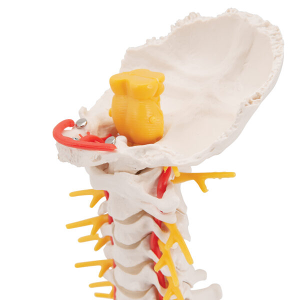 Модель шейного отдела позвоночника - 3B Smart Anatomy — изображение 7