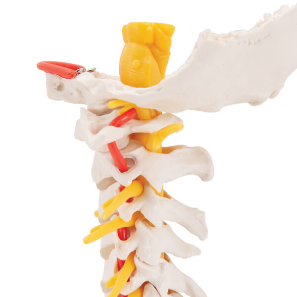 Модель шейного отдела позвоночника - 3B Smart Anatomy — изображение 6