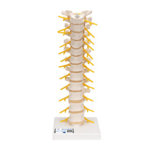 Модель грудного отдела позвоночника - 3B Smart Anatomy