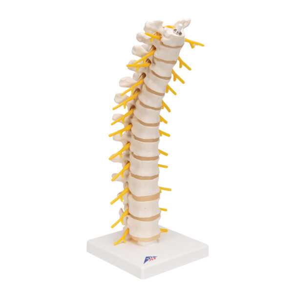 Модель грудного отдела позвоночника - 3B Smart Anatomy — изображение 7
