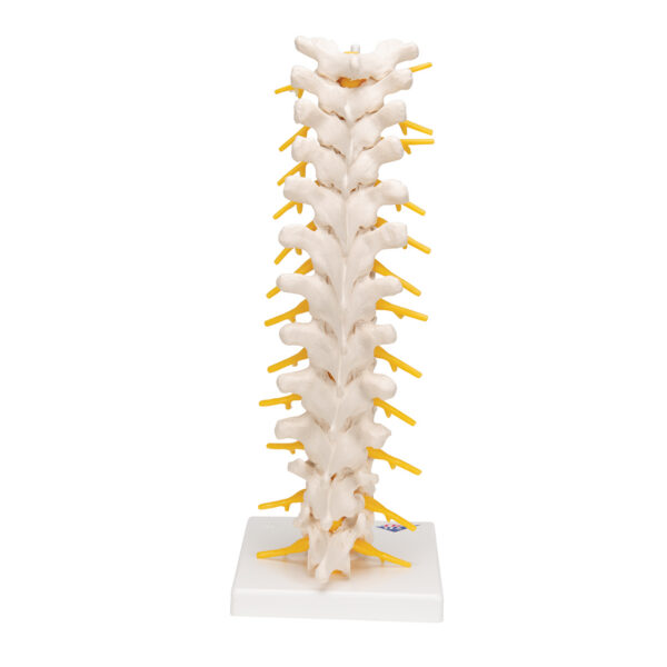Модель грудного отдела позвоночника - 3B Smart Anatomy — изображение 5